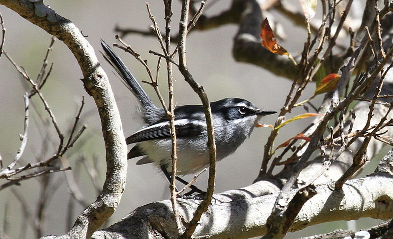 File:Fairy Flycatcher (or Fairy Warbler), Stenostira scita, at Walter Sisulu National Botanical Garden (9645136105).jpg