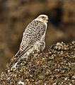 Gyrfalcon, το εθνικό ζώο της Ισλανδίας