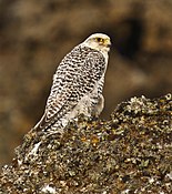 Giervalke (Falco rusticolus)