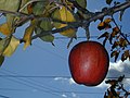 Fall apple - Flickr - striatic.jpg