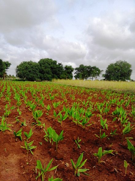 Farm at Konanur Farm at Konanur.jpg