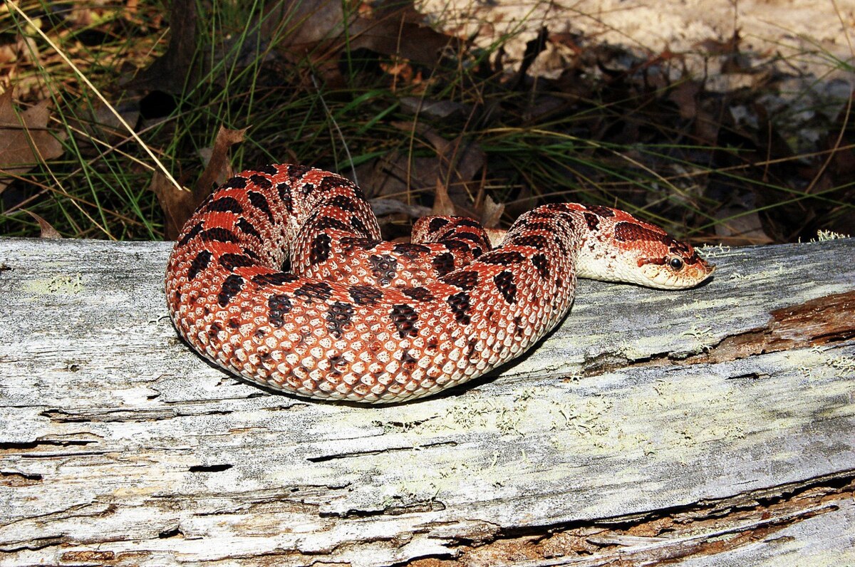 File Female Red Southern Hognose Snake Jpg Wikimedia Commons