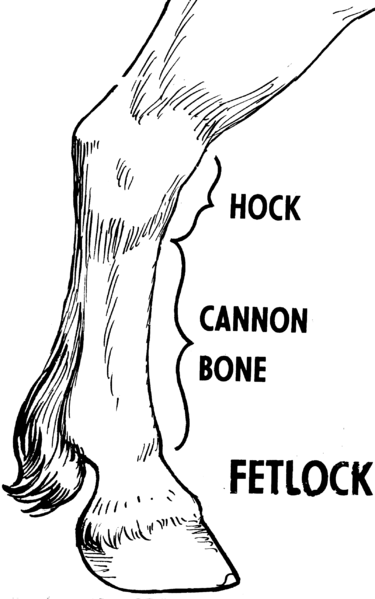 File:Fetlock F-30 (PSF).png