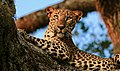 Sri Lankan leopard at Yala National Park.