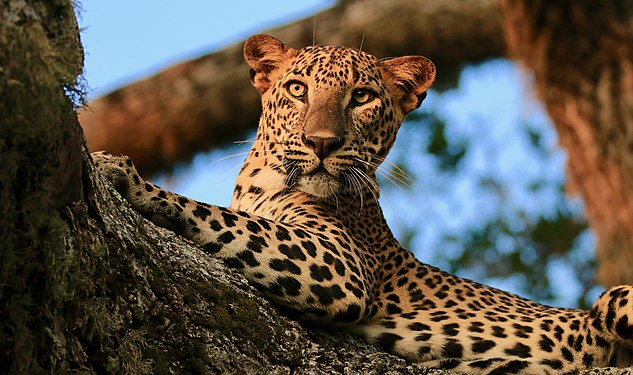 Sri Lankan leopard at Yala National Park. Photograph: Ilango Ram