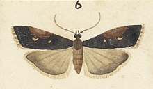 Fig 6 MA I437620 TePapa Plate-XXI-The-butterflies full (cropped).jpg