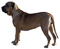 Category:Fila Brasileiro - Wikimedia Commons