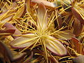 Fishtail-palm-flower-detail.jpg