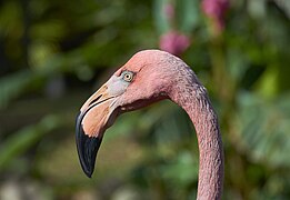 Flamant Rose.jpg