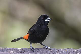 <span class="mw-page-title-main">Flame-rumped tanager</span> Species of bird