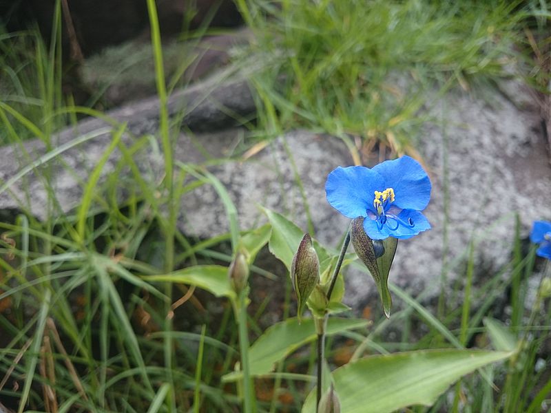 File:Flor azul.JPG