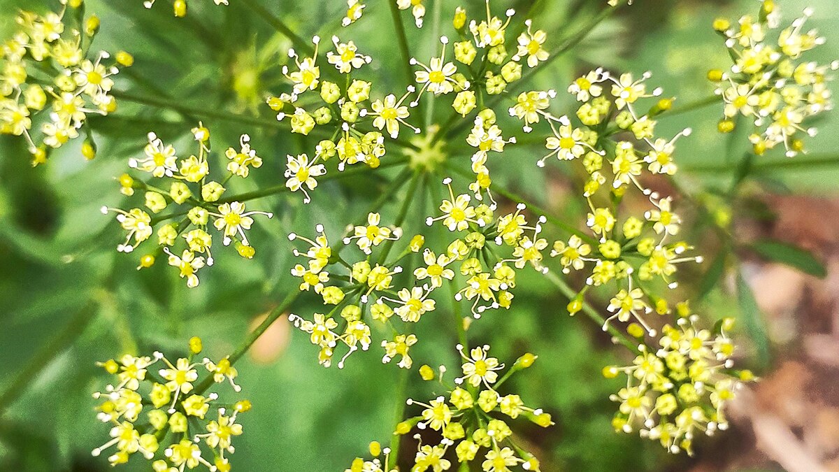 Flor de Verao РљР‘