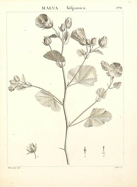 File:Flora Atlantica, sive, Historia plantarum quae in Atlante, agro Tunetano et Algeriensi crescunt (Plate 170) (9300966428).jpg