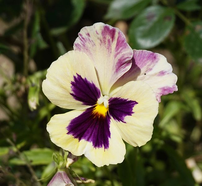 File:Flower in Ramnicu Valcea zoo.jpg