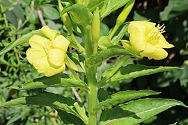 Unknown Oenothera