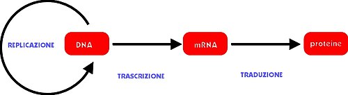 Diagramme de flux d'informations génétiques.jpg