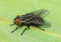 Sarcophaga sp. (Sarcophagidae) Flesh fly