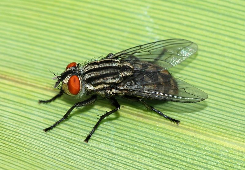 File:Fly May 2008-6.jpg