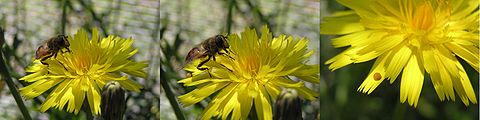 Fly defecating on flower