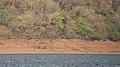 Flying Indian spot-billed duck couple (51101470568).jpg