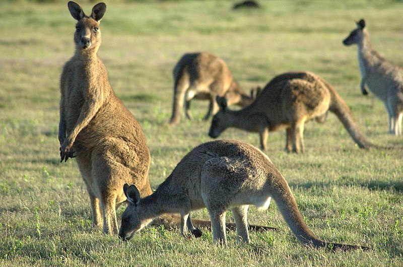 File:Forrester-Kangaroo-mob.jpg