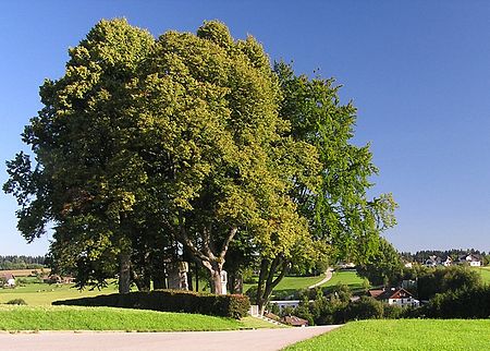 Frankenburger Wuerfelspiel Schauplatz