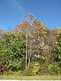 Thumbnail for File:Fraxinus americana 15-p.bot-fraxi.amer-094.jpg