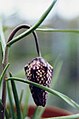 Fritillaria meleagris