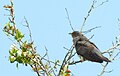 Gök Common Cuckoo (31964094495).jpg