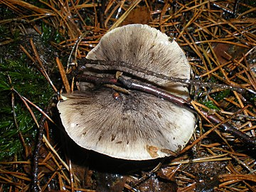 Bovenste foto van een paddenstoel met een spreidende hoed, grijs vervagend naar de rand, met donkergrijze radiale strepen