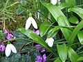 Galanthus woronowii & Cyclamen coum