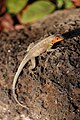 * Nomination The Galápagos lava lizard (Microlophus albemarlensis) sitting on a rock, found at Charles Darwin Research Station, Puerto Ayora, Santa Cruz island, 2017.--ViseMoD 07:45, 17 February 2018 (UTC) * Decline I'm afraid that the area in focus (good quality there) is though too small, not a QI to me, sorry --Poco a poco 11:12, 17 February 2018 (UTC)