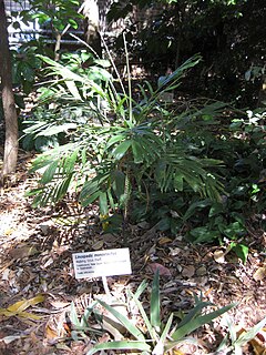 <i>Linospadix</i> Genus of plants