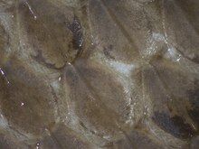 Close up of the scales on the back of the common garter snake Garter Snake Scales.tif