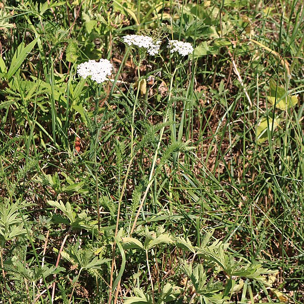 File:Gemeine Schafgarbe Achillea millefolium 2291.jpg