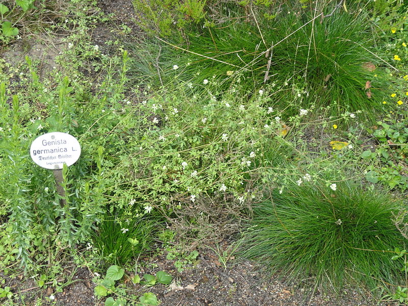 File:Genista germanica - Botanischer Garten, Frankfurt am Main - DSC02600.JPG