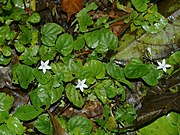 Geophila repens