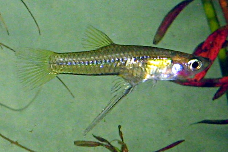 File:Giraldinus falcatus.jpg