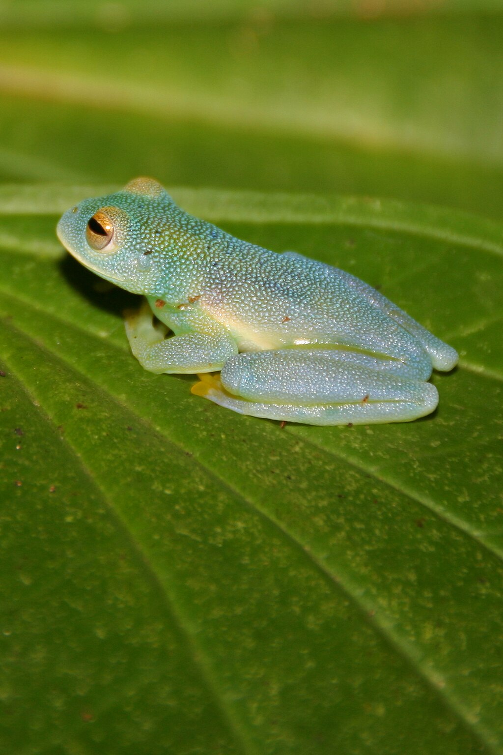 Glass frog CR
