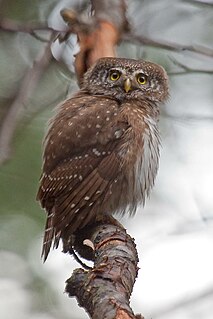 <span class="mw-page-title-main">Eurasian pygmy owl</span> Species of owl