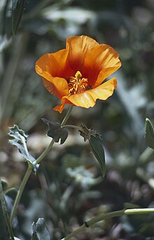 Glaucium grandiflorum.jpg