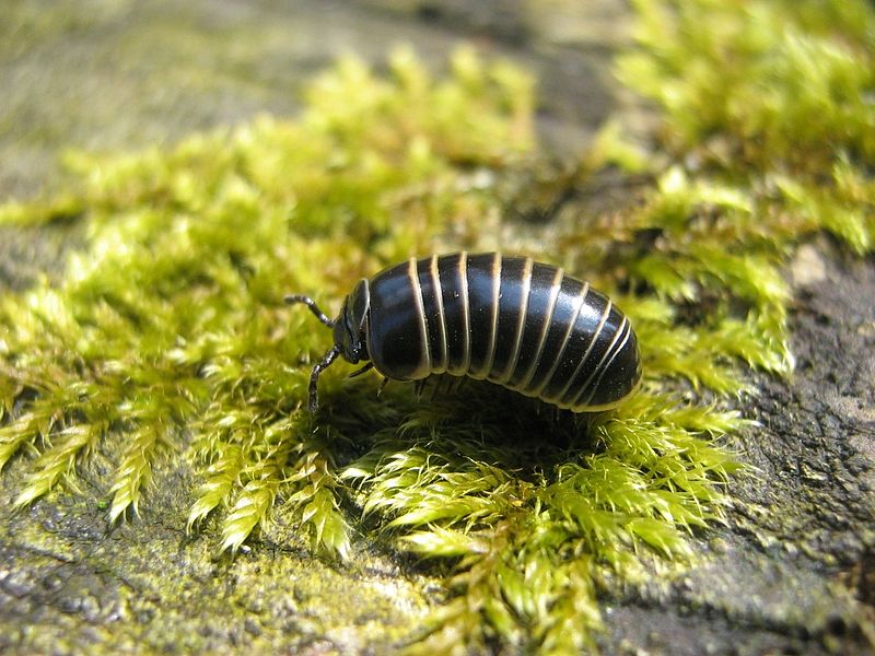 File:Glomeris-marginata-13-04-2008-021.jpg