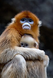 Macacos de nariz arrebitado dourado, montanhas Qinling - China.jpg