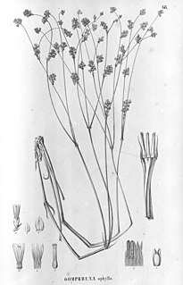 <i>Xerosiphon</i> Genus of flowering plants