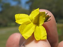 Goodenia stelligera Goodenia stelligera.jpg