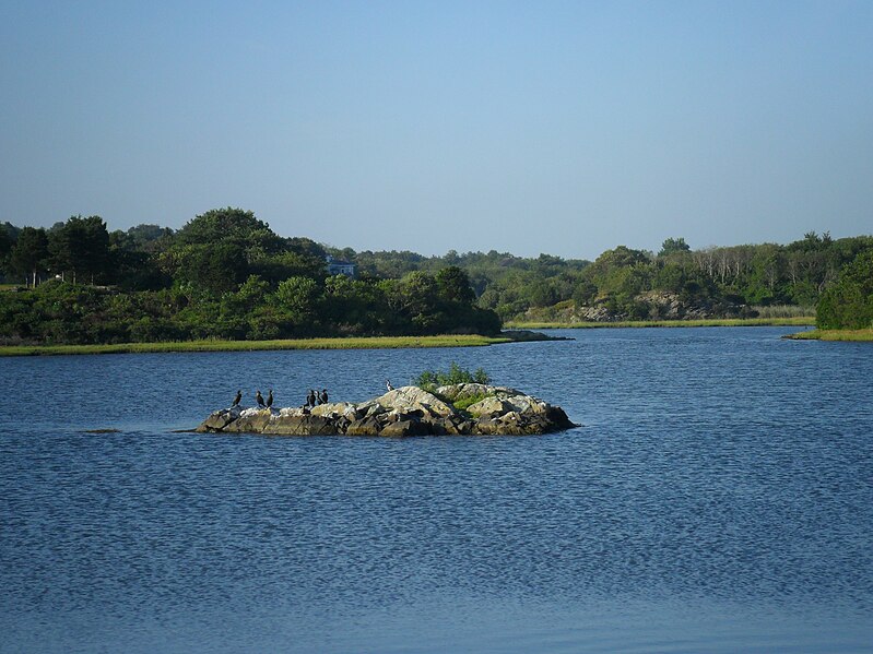 File:Goose Neck Cove Salt Marsh Wetland with Great Black Cormorants view from Green Bridge Ocean Avenue Newport Rhode Island.jpg