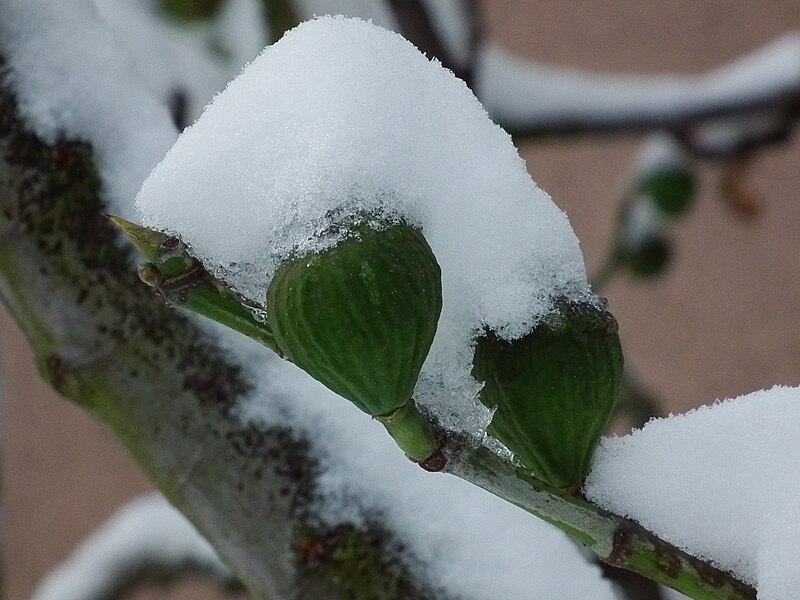 File:Grüne schneebedeckte Feigen.JPG