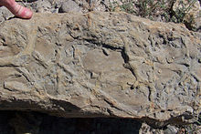 Burrows in a turbidite, made by crustaceans, San Vincente Formation (early Eocene) of the Ainsa Basin, southern foreland of the Pyrenees Graafgang.jpg