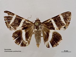 <i>Grammodes pulcherrima</i> Species of moth