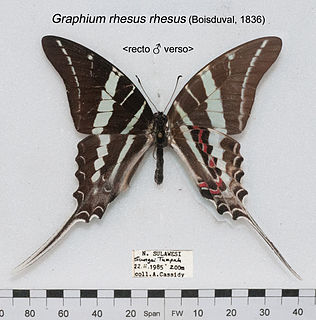 <i>Graphium rhesus</i> Species of butterfly